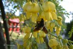Sophora mollis